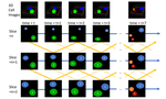 VoxelEmbed: 3D Instance Segmentation and Tracking with Voxel Embedding based Deep Learning