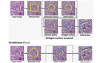 CircleSnake: Instance Segmentation with Circle Representation