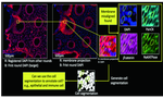 MxIF Q-score: Biology-Informed Quality Assurance for Multiplexed Immunofluorescence Imaging